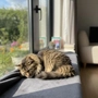 soytuber profile