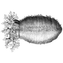 annalilith profile
