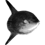 lunacommsnet profile